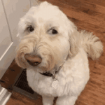 tiktok-dog.gif