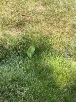 IMG_0901.jpeg