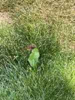 IMG_0905.jpeg