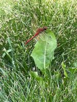 IMG_0912.jpeg