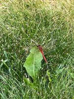 IMG_0915.jpeg