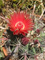 Ferocactus img_0303a.jpg