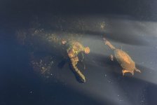 Turtles 01 copy.jpg