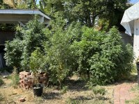 Weed garden.JPEG