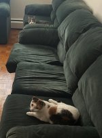IMG_8962.jpeg
