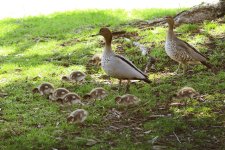 ducks03.jpg