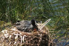 coots08.jpg