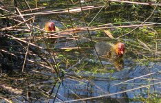 coots02.jpg