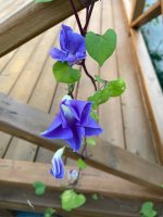 IMG_1262.jpeg