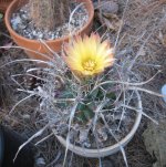 Leuchtenbergia Principis - Img_0461.jpg