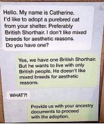 Purebred Cat Adoption.JPG