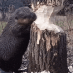 IMG_2980.gif
