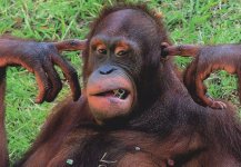orang-utang-fingers-in-ears-ear-plugs-comic-monkey-german-postcard-131336-p.jpg