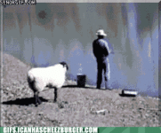 funny-gif-of-a-buck-that-takes-a-few-steps-back-and-then-bucks-a-person-into-the-water.gif