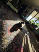 IMG_3451.jpeg