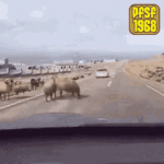 pfsf1968-animals-fighting.gif