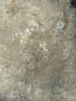 White_Washers.jpg