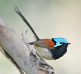 Red-winged Fairy Wren.png