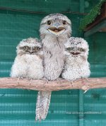 tawny.jpg