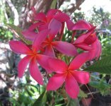 plumeria 03.jpg