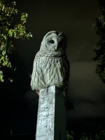 IMG_0704.jpeg