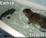 163684-catfish-fishcat-fish-cat-meme-2Auw.jpeg
