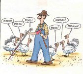 TURKEYS.JPG