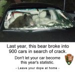 bear in search of crack.jpg
