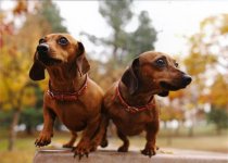 pair of dachshunds.jpg