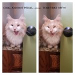 cats'n'robots.jpg