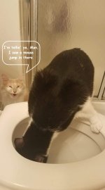 toilet cats 01.jpg
