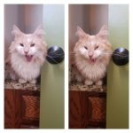 My Cat.jpg