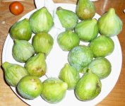 Figsthesedays.JPG