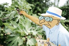 National Fig Week.jpg