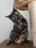 Penny 2.jpg