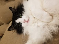 Dottie.jpg