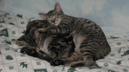 S&H snuggles [1920 x 1080].jpg