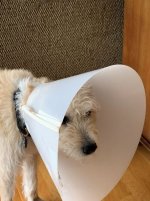 Cone Millie.jpg