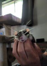 thumbnail (2).jpg