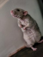 thumbnail (1).jpg