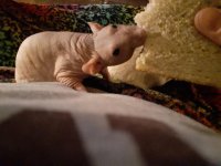 thumbnail (4).jpg