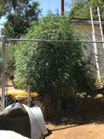 Plant July 13 2022.jpg