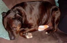 Max Recuperating.jpg