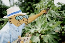 Fig's Fig Week.jpg