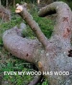 Wood_Has_Wood.jpg