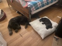 IMG_2342.jpeg
