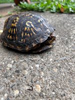 IMG_4066.jpeg