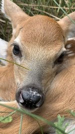 Bambi_Fawn.jpg