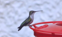 hummer.jpg