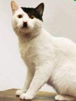 Kitler 01.jpg